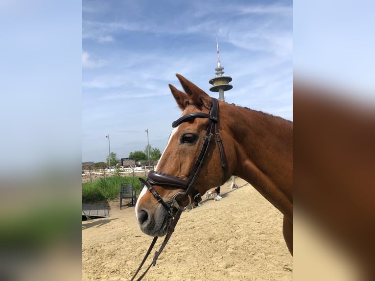 Duitse rijpony Merrie 17 Jaar 148 cm Vos in Dortmund