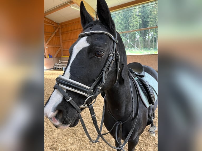 Duitse rijpony Merrie 17 Jaar 148 cm Zwart in Eichendorf