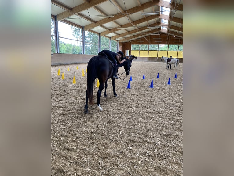 Duitse rijpony Merrie 17 Jaar 148 cm Zwart in Eichendorf