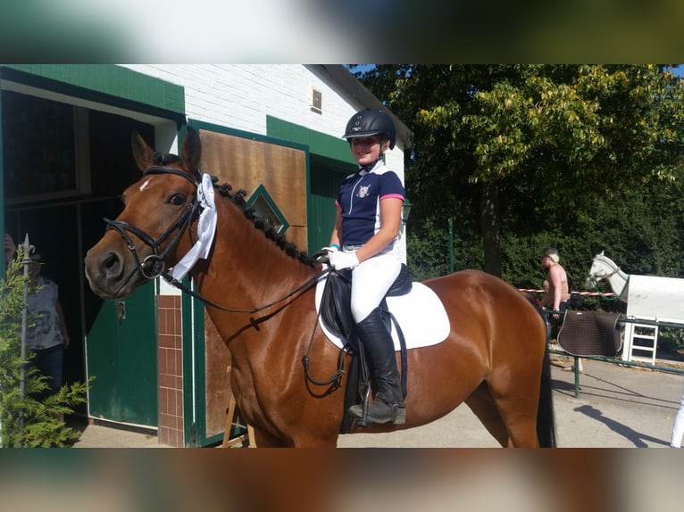 Duitse rijpony Merrie 17 Jaar 149 cm Bruin in Göttingen