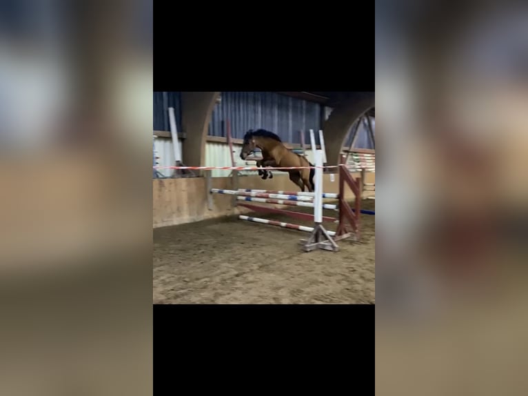 Duitse rijpony Merrie 17 Jaar 149 cm Bruin in Göttingen