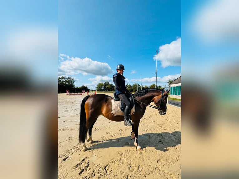 Duitse rijpony Merrie 17 Jaar 150 cm Bruin in Beckum