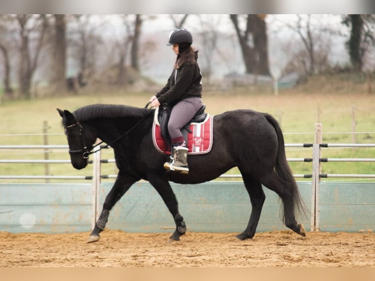 Duitse rijpony Merrie 17 Jaar 153 cm Zwart in Himmelpforten