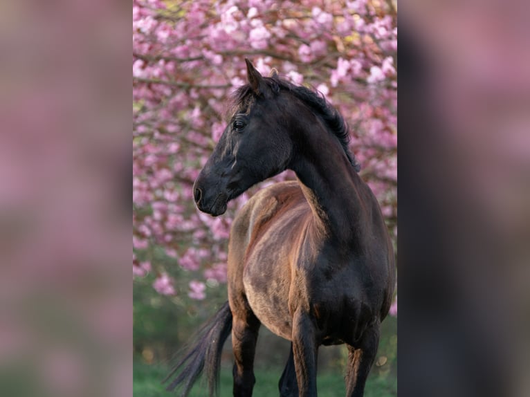 Duitse rijpony Merrie 17 Jaar 153 cm Zwart in Himmelpforten