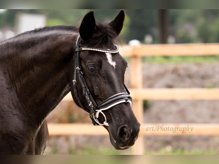 Duitse rijpony Merrie 17 Jaar 153 cm Zwart in Himmelpforten