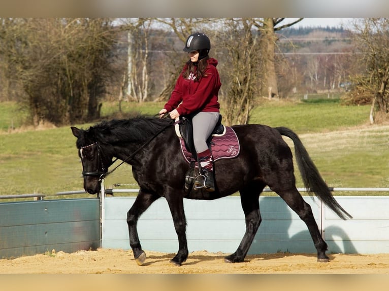 Duitse rijpony Merrie 17 Jaar 153 cm Zwart in Himmelpforten