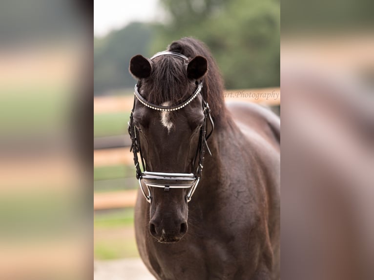 Duitse rijpony Merrie 17 Jaar 153 cm Zwart in Himmelpforten