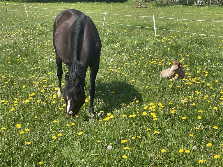 Duitse rijpony Merrie 18 Jaar 139 cm Donkerbruin in Risum-Lindholm