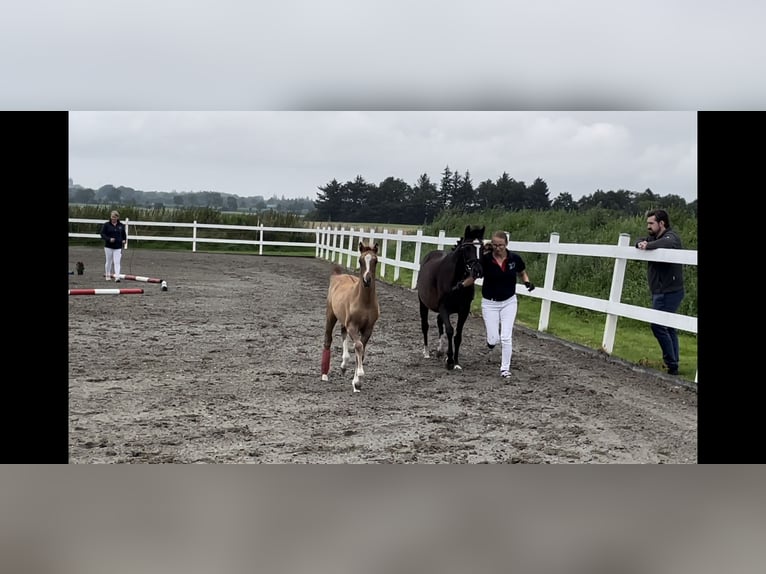 Duitse rijpony Merrie 18 Jaar 139 cm Donkerbruin in Risum-Lindholm