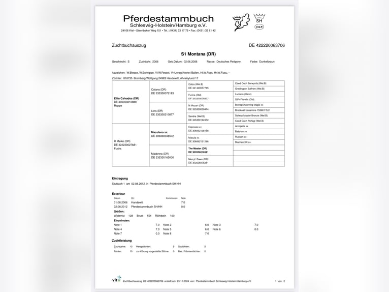 Duitse rijpony Merrie 18 Jaar 139 cm Donkerbruin in Risum-Lindholm