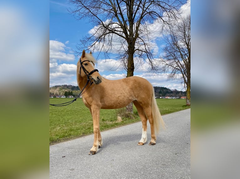 Duitse rijpony Merrie 18 Jaar 140 cm Palomino in Bruckmühl