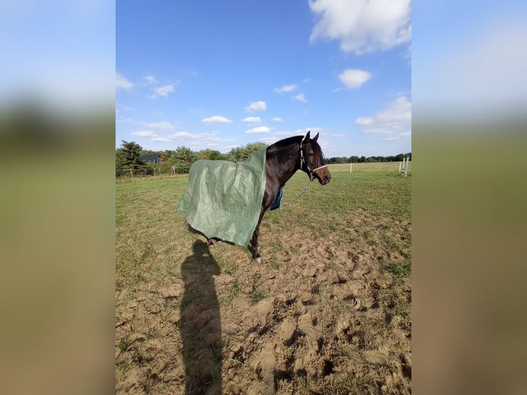 Duitse rijpony Mix Merrie 18 Jaar 142 cm Donkerbruin in Barsbüttel