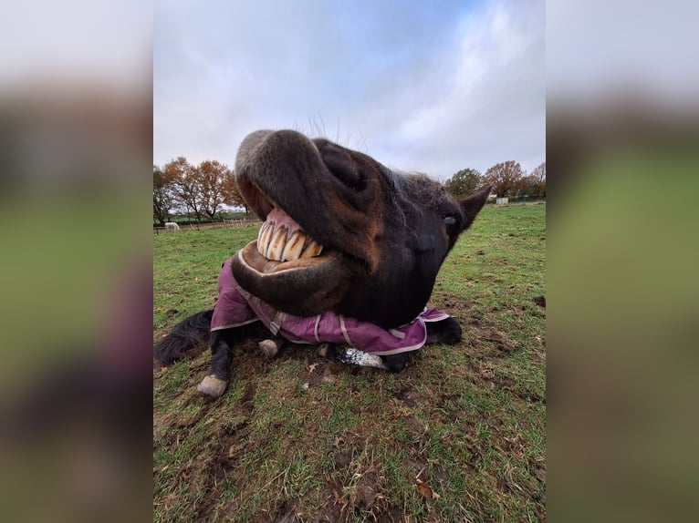 Duitse rijpony Mix Merrie 18 Jaar 142 cm Donkerbruin in Barsbüttel