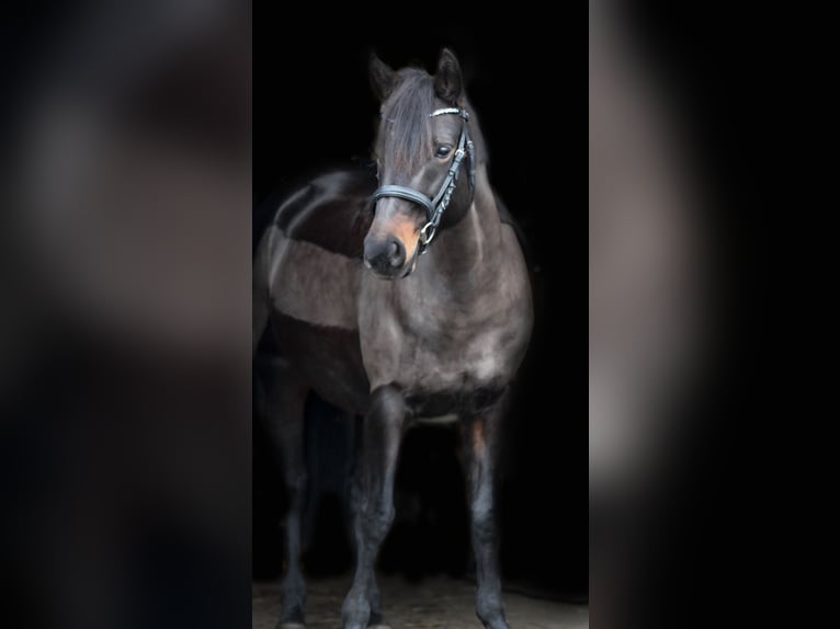 Duitse rijpony Mix Merrie 18 Jaar 142 cm Donkerbruin in Barsbüttel