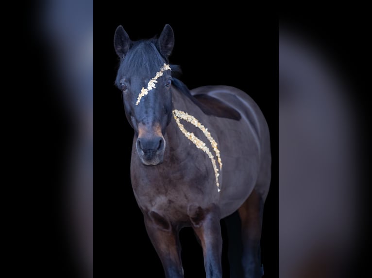 Duitse rijpony Merrie 18 Jaar 143 cm Bruin in Detmold