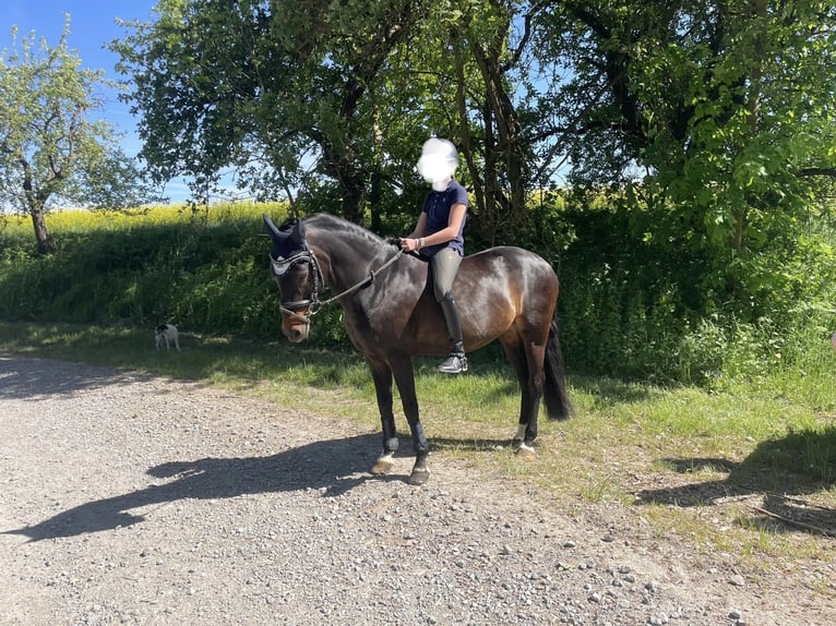 Duitse rijpony Merrie 18 Jaar 143 cm Bruin in Detmold