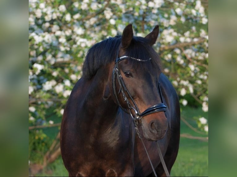 Duitse rijpony Merrie 18 Jaar 143 cm Bruin in Detmold