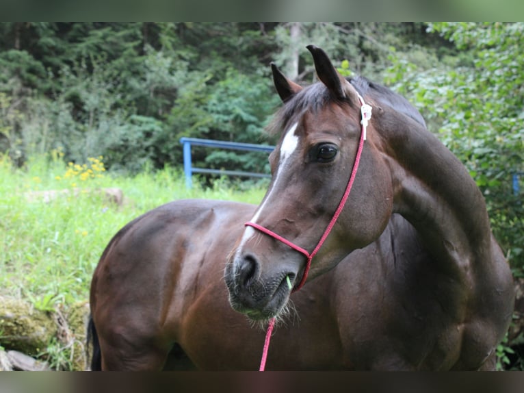 Duitse rijpony Merrie 18 Jaar 143 cm Bruin in Bad Wildbad im Schwarzwald