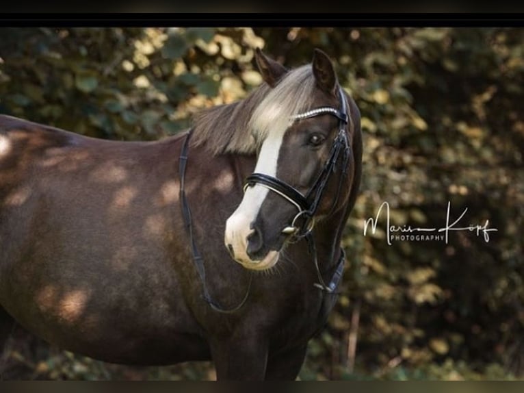 Duitse rijpony Mix Merrie 18 Jaar 143 cm Donkere-vos in Norderstedt