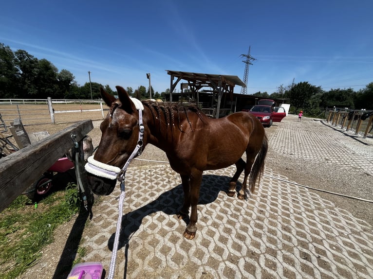 Duitse rijpony Mix Merrie 18 Jaar 143 cm Vos in München