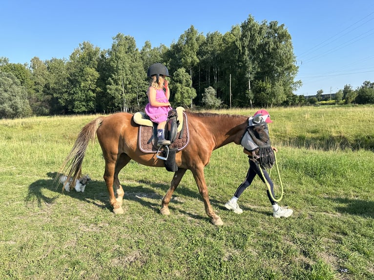 Duitse rijpony Mix Merrie 18 Jaar 143 cm Vos in München