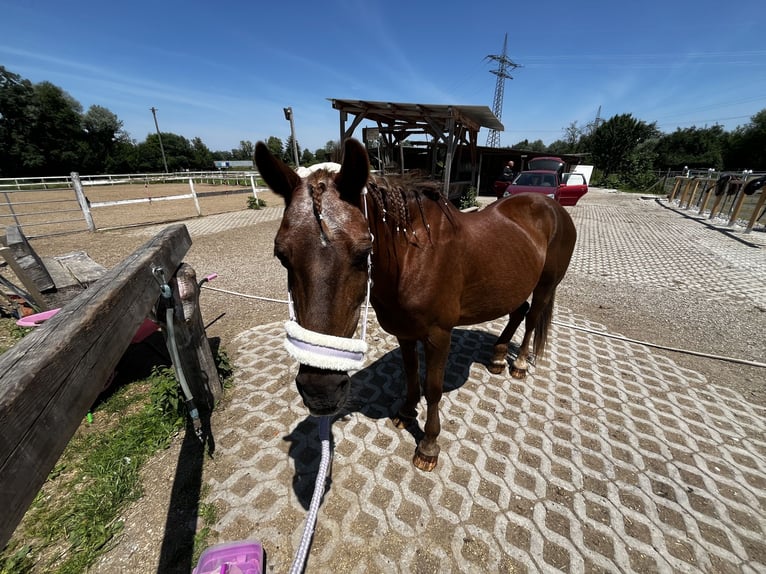Duitse rijpony Mix Merrie 18 Jaar 143 cm Vos in München