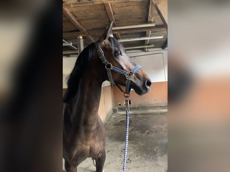 Duitse rijpony Merrie 18 Jaar 144 cm Donkerbruin in Bimöhlen