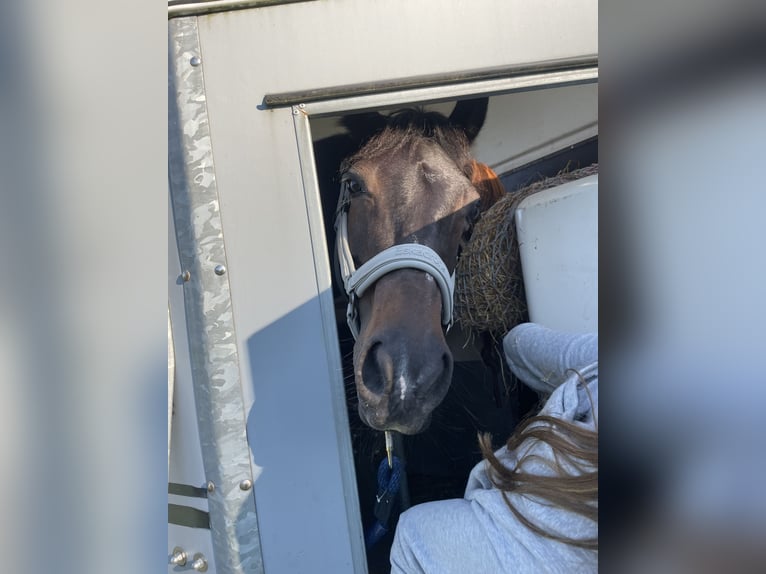 Duitse rijpony Merrie 18 Jaar 145 cm Donkerbruin in Seevetal
