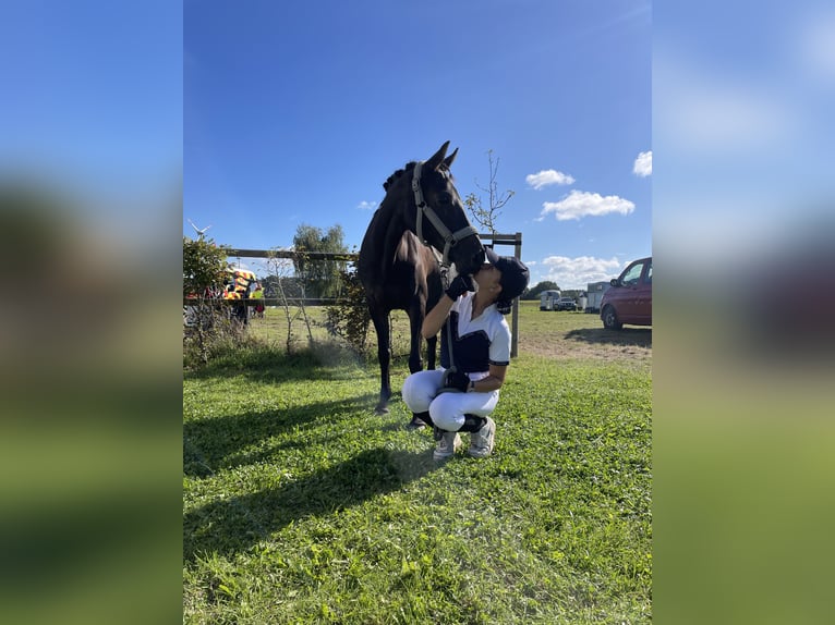 Duitse rijpony Merrie 18 Jaar 145 cm Donkerbruin in Seevetal