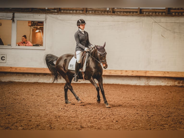 Duitse rijpony Merrie 18 Jaar 145 cm Donkerbruin in Seevetal