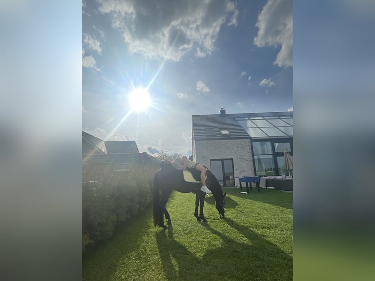 Duitse rijpony Merrie 18 Jaar 145 cm Donkerbruin in Seevetal