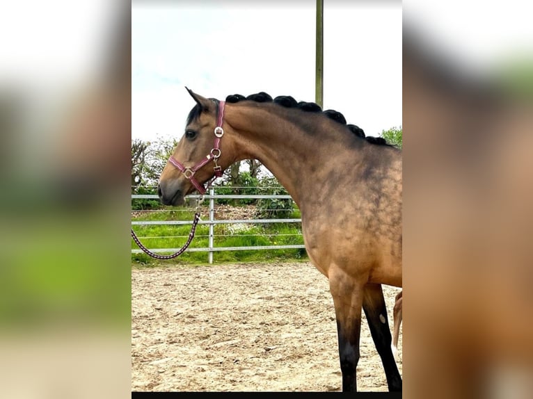 Duitse rijpony Merrie 18 Jaar 146 cm Falbe in Bochum