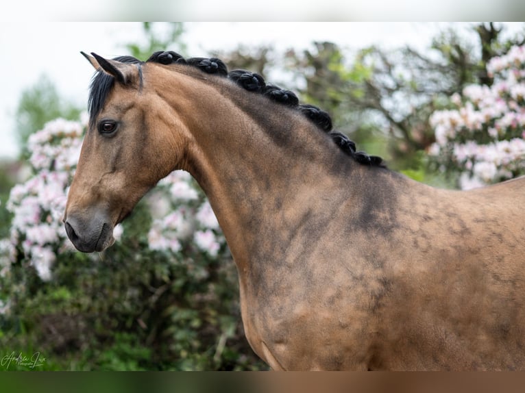 Duitse rijpony Merrie 18 Jaar 146 cm Falbe in Bochum