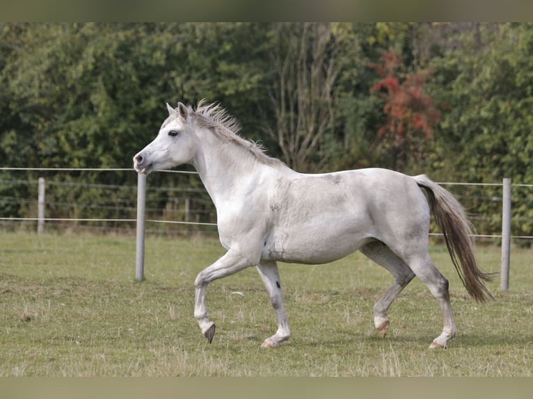 Duitse rijpony Merrie 18 Jaar 146 cm Schimmel in Hohenlockstedt