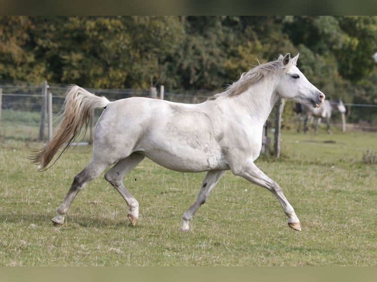 Duitse rijpony Merrie 18 Jaar 146 cm Schimmel in Hohenlockstedt