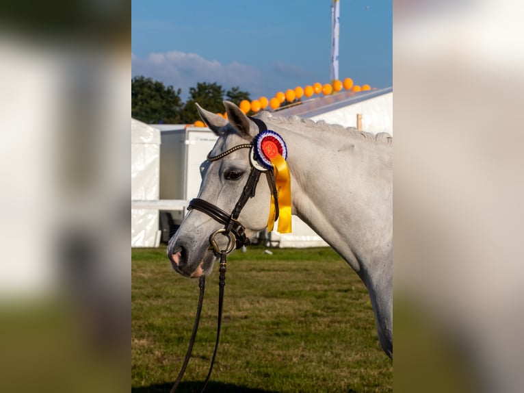 Duitse rijpony Merrie 18 Jaar 146 cm Schimmel in Hohenlockstedt