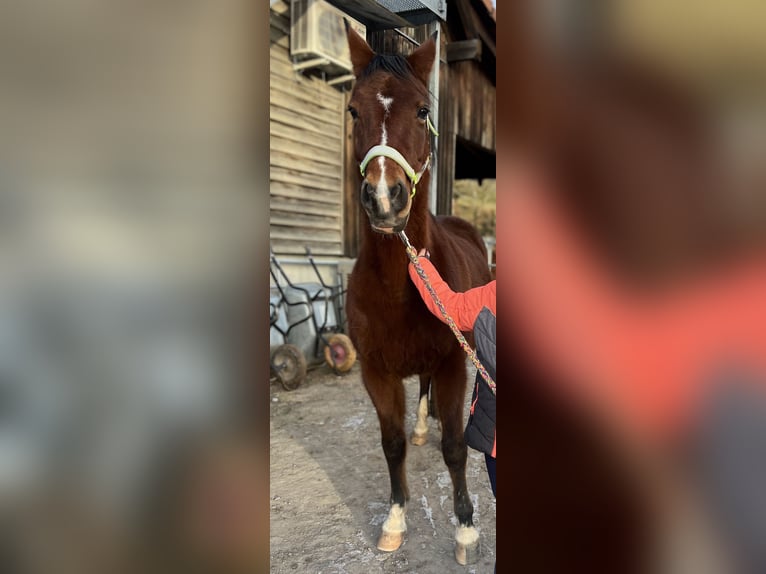 Duitse rijpony Merrie 18 Jaar 147 cm Donkerbruin in Bad Wildbad im Schwarzwald