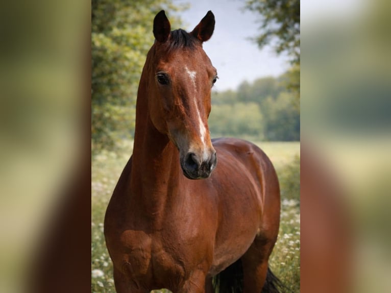 Duitse rijpony Merrie 18 Jaar 147 cm Donkerbruin in Bad Wildbad im Schwarzwald