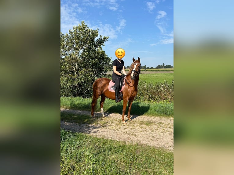 Duitse rijpony Merrie 18 Jaar 147 cm Vos in Sieverstedt