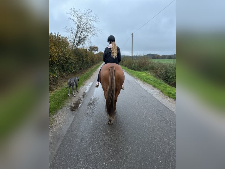 Duitse rijpony Merrie 18 Jaar 147 cm Vos in Sieverstedt