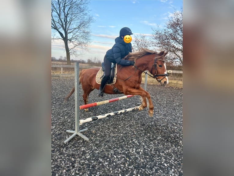 Duitse rijpony Merrie 18 Jaar 147 cm Vos in Sieverstedt