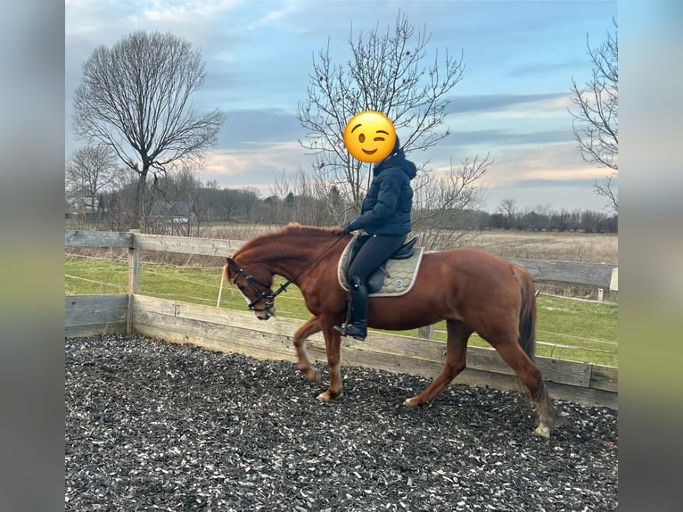 Duitse rijpony Merrie 18 Jaar 147 cm Vos in Sieverstedt