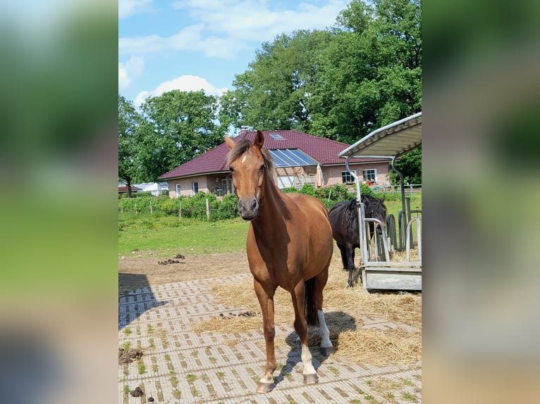 Duitse rijpony Merrie 18 Jaar 148 cm Vos in Heidgraben