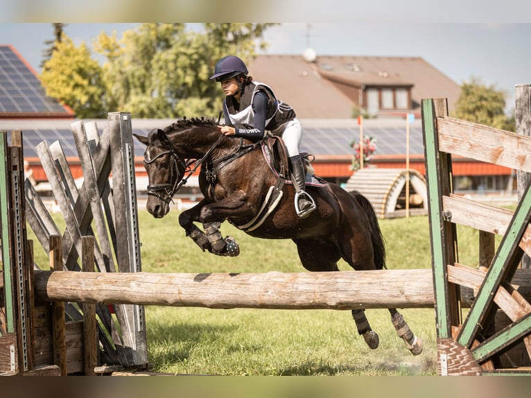 Duitse rijpony Merrie 18 Jaar 148 cm Zwart in Eichenbühl