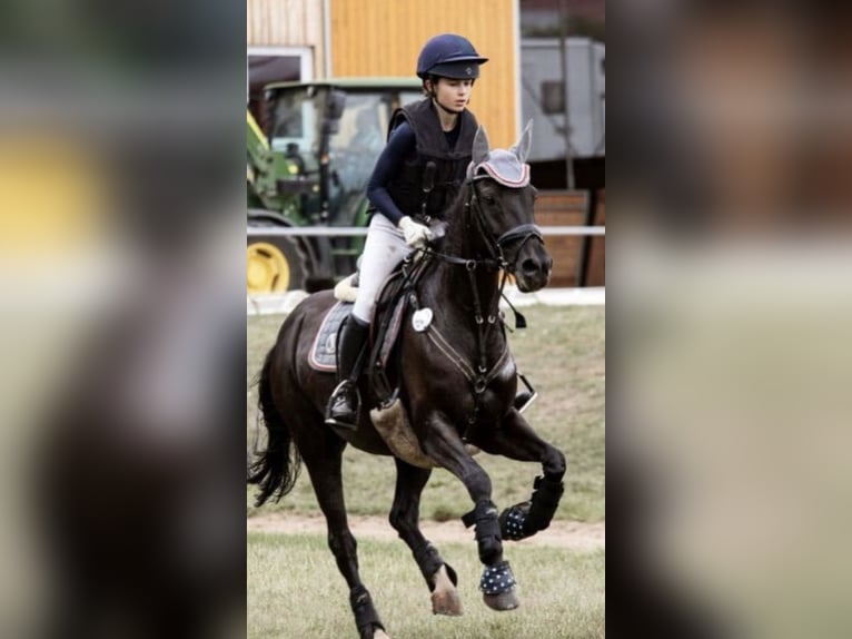 Duitse rijpony Merrie 18 Jaar 148 cm Zwart in Eichenbühl