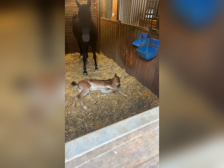 Duitse rijpony Merrie 18 Jaar 148 cm Zwart in Eichenbühl