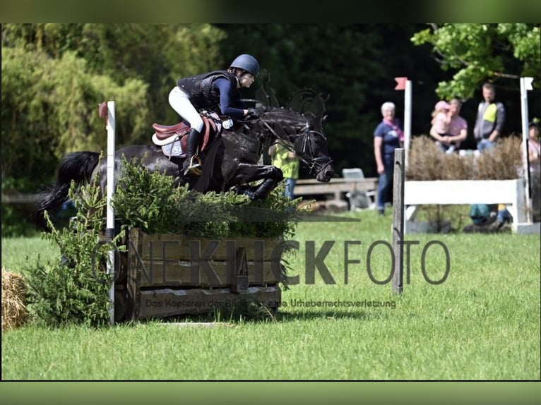 Duitse rijpony Merrie 18 Jaar 148 cm Zwart in Eichenbühl