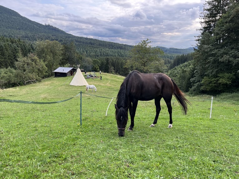 Duitse rijpony Merrie 18 Jaar 149 cm Bruin in Ettlingen