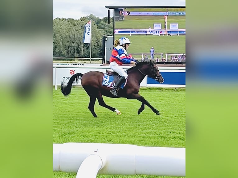 Duitse rijpony Merrie 19 Jaar 129 cm Bruin in Martfeld