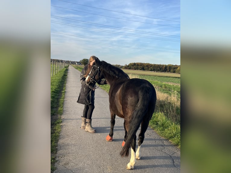 Duitse rijpony Merrie 19 Jaar 134 cm Bruin in Dortmund
